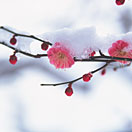 photo_3