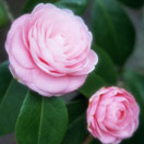 photo_6
